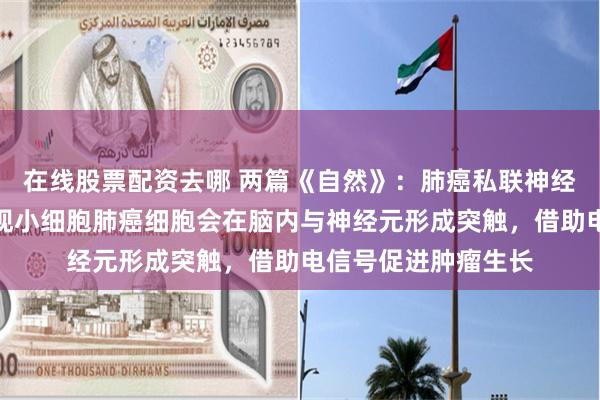 在线股票配资去哪 两篇《自然》：肺癌私联神经元！科学家首次发现小细胞肺癌细胞会在脑内与神经元形成突触，借助电信号促进肿瘤生长